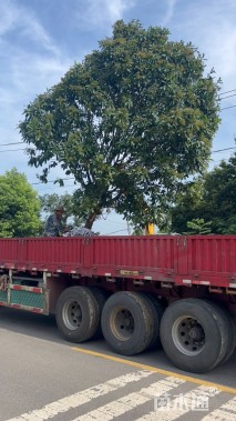 高度400厘米中华石楠