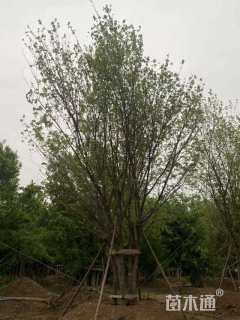 高度800厘米丛生五角枫