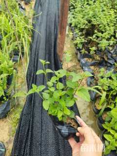 高度20厘米紫花马樱丹