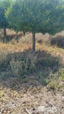 冠幅300厘米卫矛球