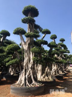 容器苗造型小叶榕