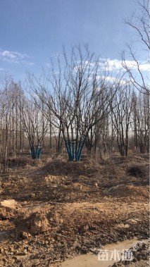 100公分(6杆)丛生朴树