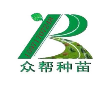 高度20厘米杉木小苗