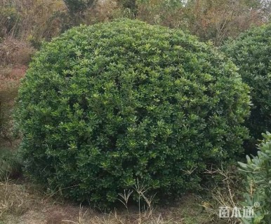 冠幅120厘米海桐球