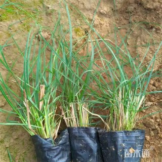 高度28厘米小兔子狼尾草