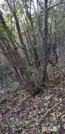 10公分丛生白桦