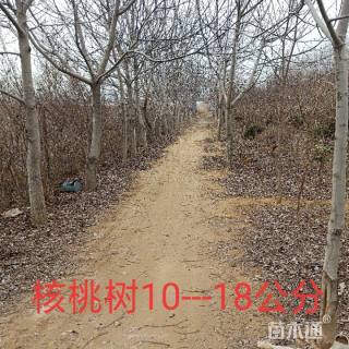 高度5000厘米核桃