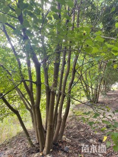 50公分丛生乌桕