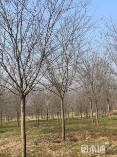 15公分染井吉野樱