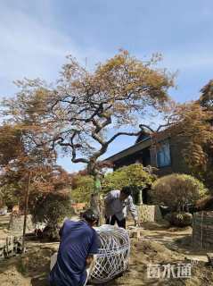 高度250厘米羽毛枫