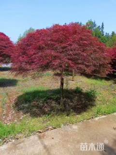 高度300厘米羽毛枫