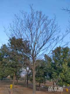 18公分朴树