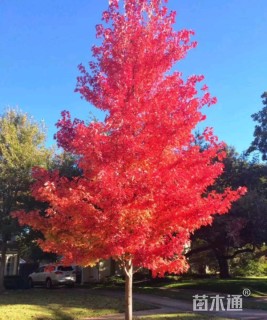 12公分美国红枫-夕阳红
