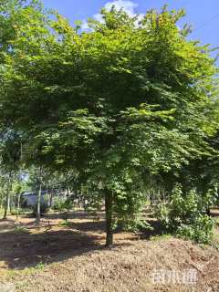 高度300厘米日本红枫-红舞姬