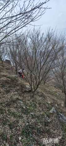 高度400厘米丛生鸡爪槭