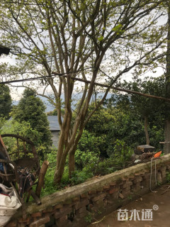 高度700厘米丛生紫薇