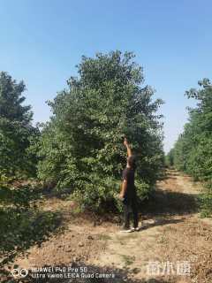 40公分(5杆)丛生乌桕