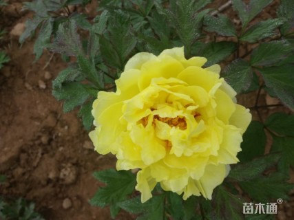 高度20厘米牡丹