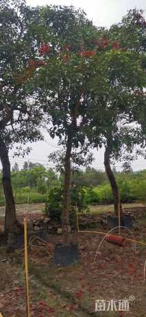 18公分珊瑚刺桐