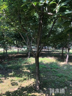 18公分日本晚樱