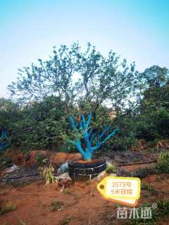 20公分丛生香橼