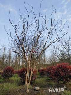 18公分西南紫薇