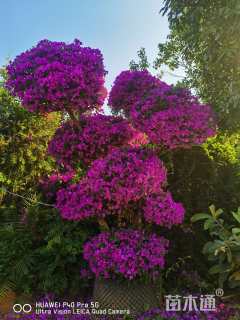 高度3厘米三角梅