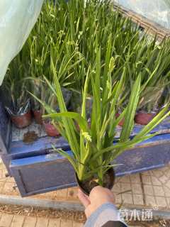 高度25厘米小苍兰