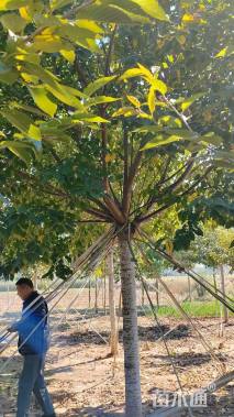 16公分高杆染井吉野樱