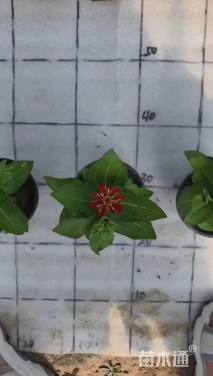 高度10厘米百日草