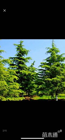 高度6000厘米雪松