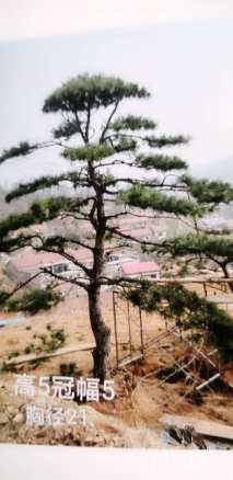 10公分造型油松