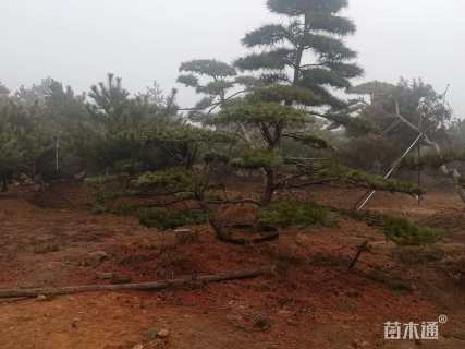 10公分造型油松