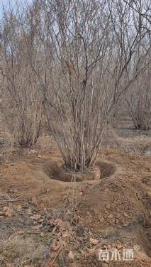 高度500厘米丛生紫荆