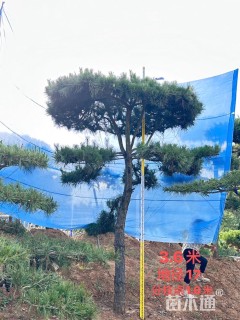 20公分造型黑松