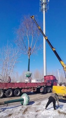 15公分速生垂柳