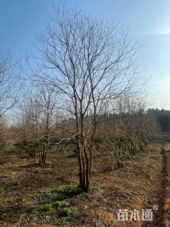 50公分丛生乌桕