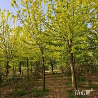 10公分金叶复叶槭