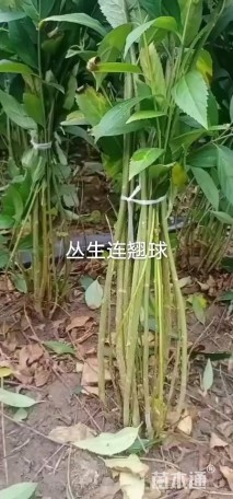 高度50厘米连翘