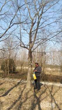 15公分(4杆)丛生乌桕