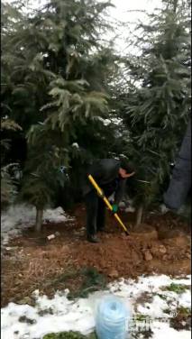 高度5000厘米雪松
