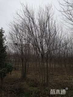 高度600厘米丛生三角枫