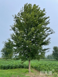 22公分美国红枫