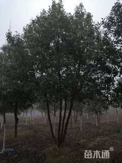 50公分丛生香樟