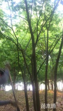 45公分丛生朴树