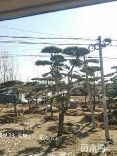 25公分造型油松