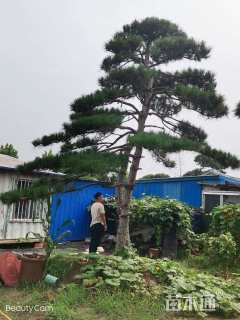 58公分造型油松