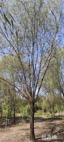 20公分青皮垂柳