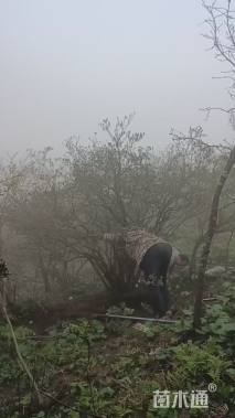 高度200厘米映山红