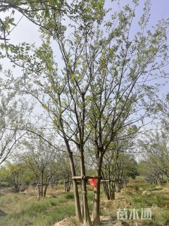 60公分丛生朴树